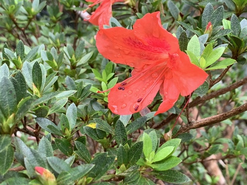 southern Indian azalea (Rhododendron indicum)