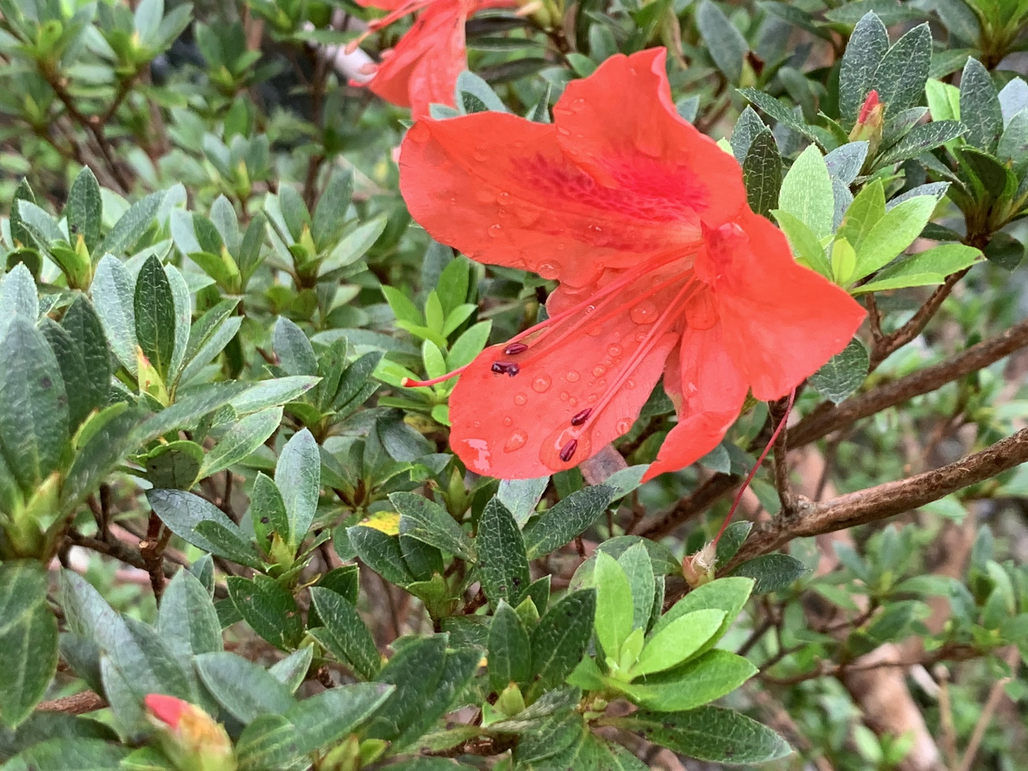 Southern Indian Azalea (Rhododendron indicum)