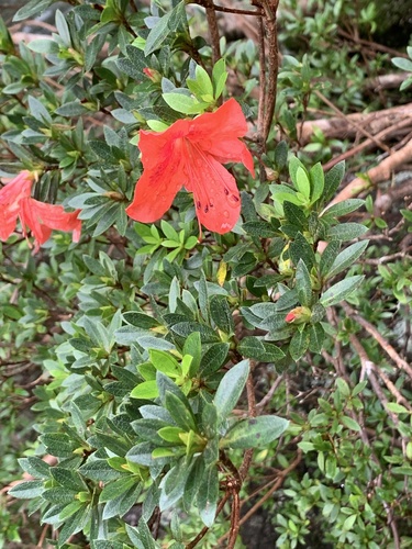 Image of Rhododendron indicum by (c) Daniel J. Layton, some rights reserved (CC BY)