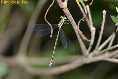 Lestes temporalis