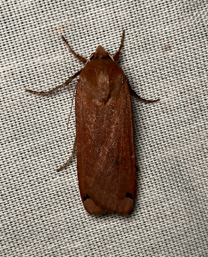 iNaturalist observation photo of Large Yellow Underwing