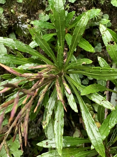 Ainsliaea faurieana iNat (2)