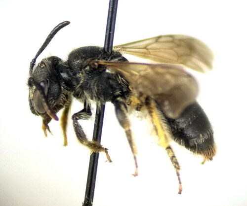Ventricose Miner