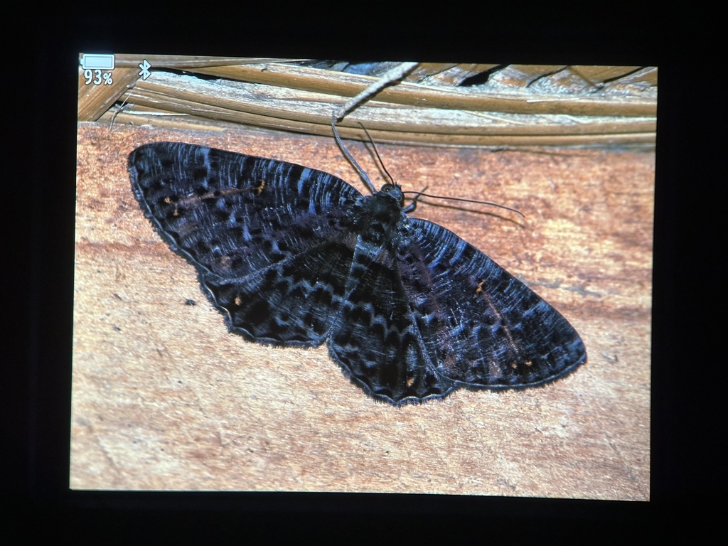 Bracca fulviradiata