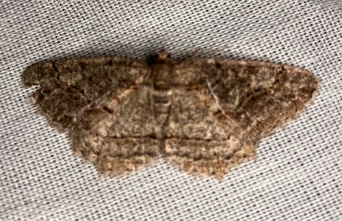iNaturalist observation photo of Brown-lined Looper