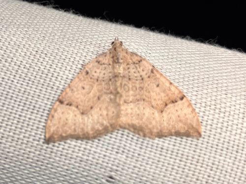 iNaturalist observation photo of Zenophleps lignicolorata