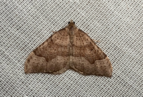 iNaturalist observation photo of Zenophleps lignicolorata
