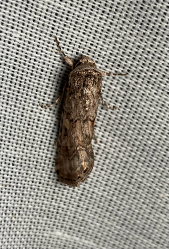 iNaturalist observation photo of Beet Armyworm Moth