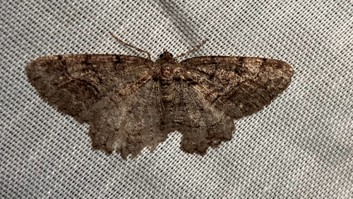 iNaturalist observation photo of Brown-lined Looper