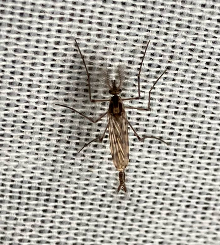 iNaturalist observation photo of Mosquitoes and Midges