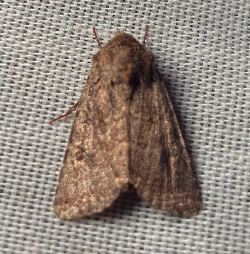 iNaturalist observation photo of Trichopolia