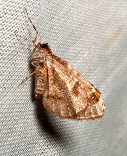 iNaturalist observation photo of Geometer Moths