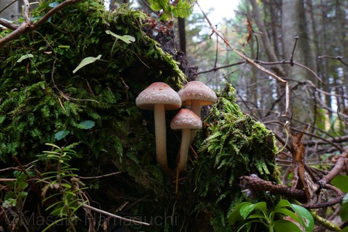 Hypholoma lateritium