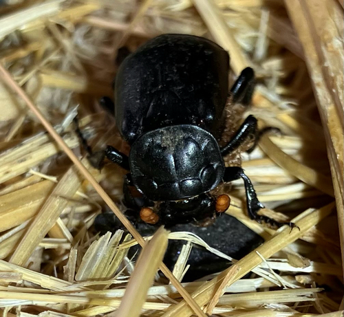 iNaturalist observation photo of Black Burying Beetle