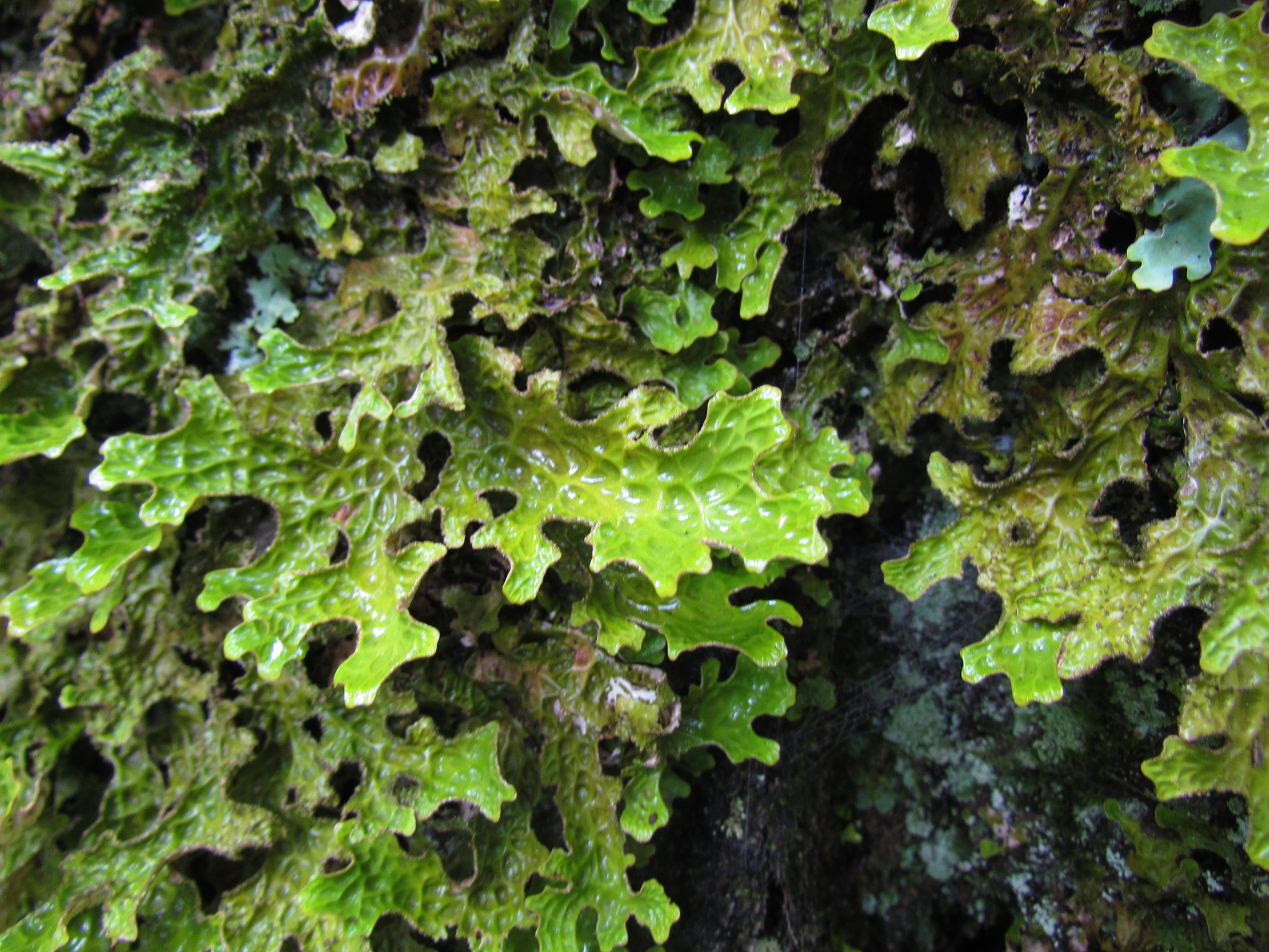 Lobaria pulmonaria image