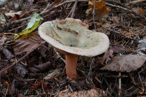 Lactarius deterrimus