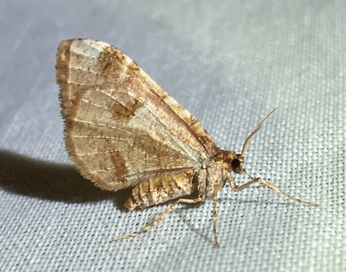 iNaturalist observation photo of Stamnodes