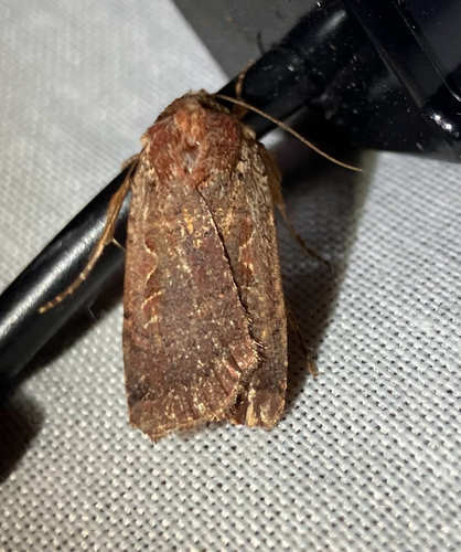 iNaturalist observation photo of Noctuina