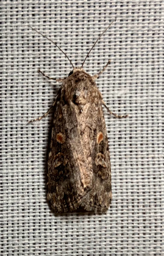 iNaturalist observation photo of Beet Armyworm Moth