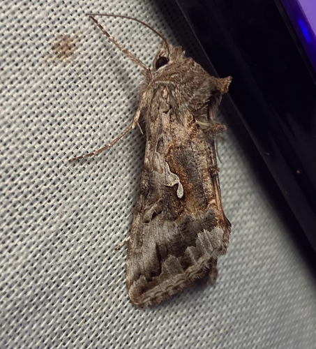 iNaturalist observation photo of Alfalfa Looper