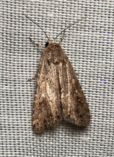 iNaturalist observation photo of Beet Armyworm Moth