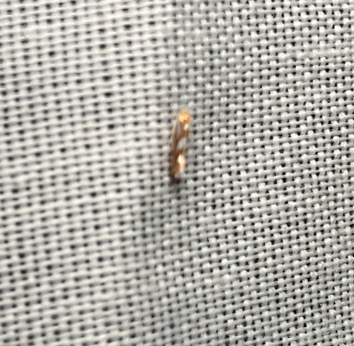 iNaturalist observation photo of Gracillarioidea