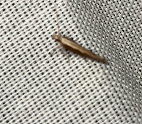 iNaturalist observation photo of Diamondback Moth