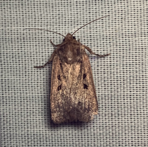 iNaturalist observation photo of Parabagrotis