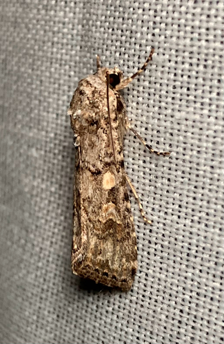 iNaturalist observation photo of Beet Armyworm Moth