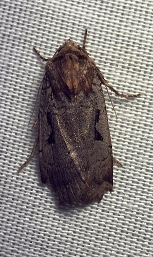 iNaturalist observation photo of Parabagrotis formalis