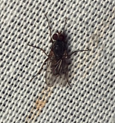iNaturalist observation photo of Eutrichota