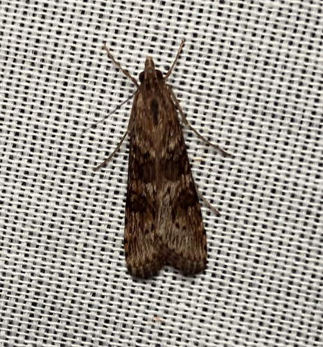 iNaturalist observation photo of Lucerne Moth