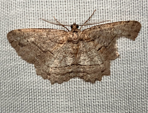 iNaturalist observation photo of Brown-lined Looper