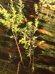 Chamaedaphne calyculata