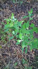 Chenopodium album