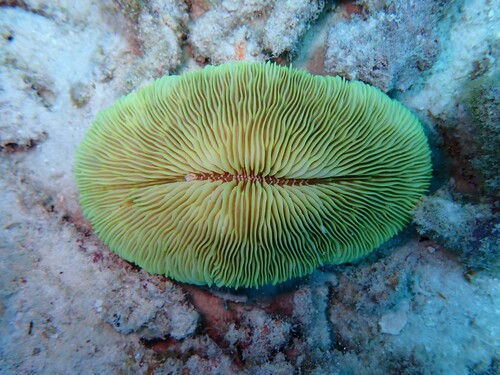 Pleuractis seychellensis