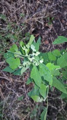 Chenopodium album