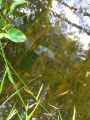 Cyprinus rubrofuscus