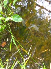 Cyprinus rubrofuscus