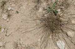 Pseudoroegneria stipifolia