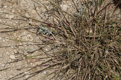 Pseudoroegneria stipifolia