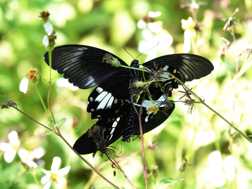 窄斑凤蝶（Papilio nephelus）