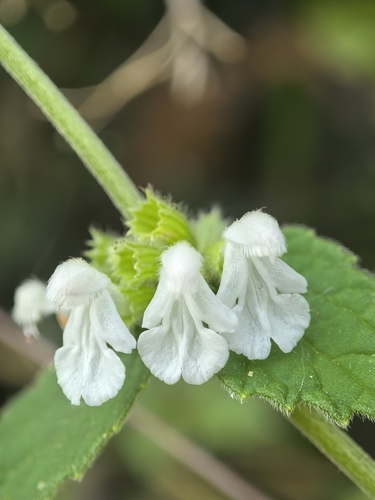 Leucas mollissima iNat (1)