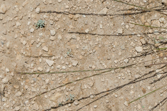 Pseudoroegneria stipifolia