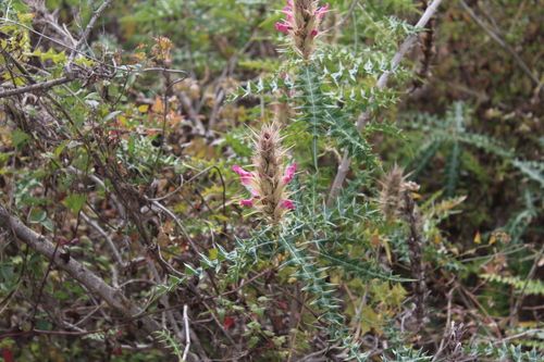 Prickly acanthus (Acanthus arboreus)
