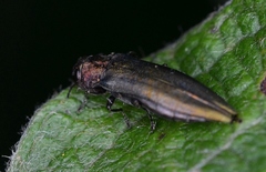 Agrilus viridis