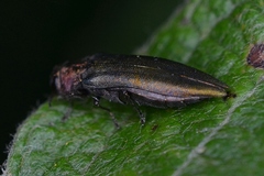 Agrilus viridis