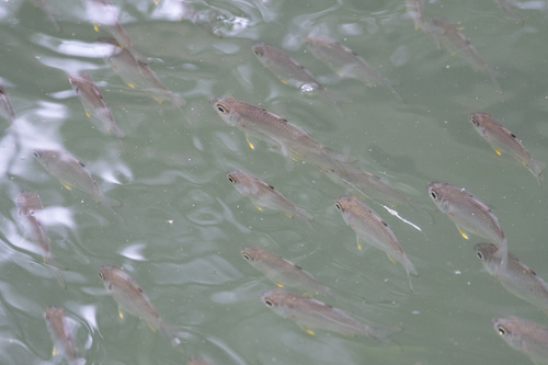 Singapore glassy perchlet (Ambassis kopsii) — Ambassidae — 5
