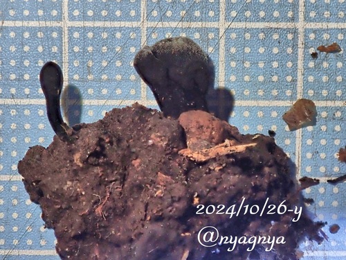 Trichoglossum walteri