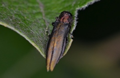 Agrilus viridis